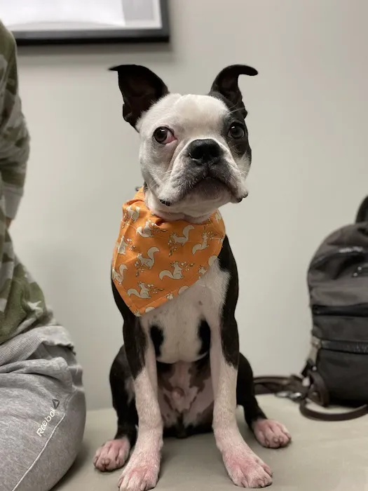 Highland Park Veterinary Clinic 3