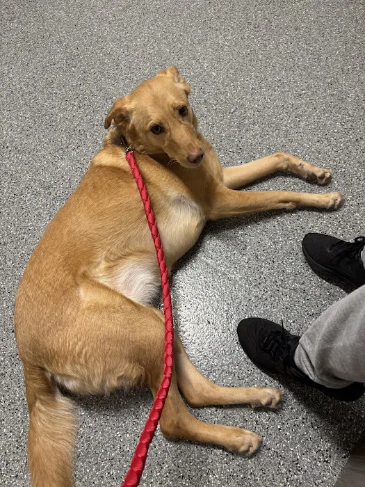 Deerfield Animal Care Center 12