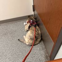 Deerfield Animal Care Center ico