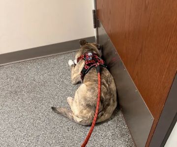 Deerfield Animal Care Center