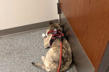 Deerfield Animal Care Center