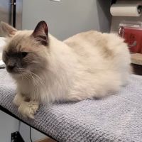 North Shore Family Pet Hospital ico