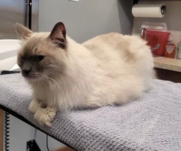 North Shore Family Pet Hospital