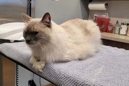 North Shore Family Pet Hospital