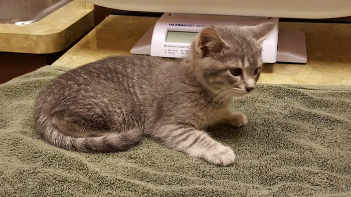 North Shore Family Pet Hospital 12