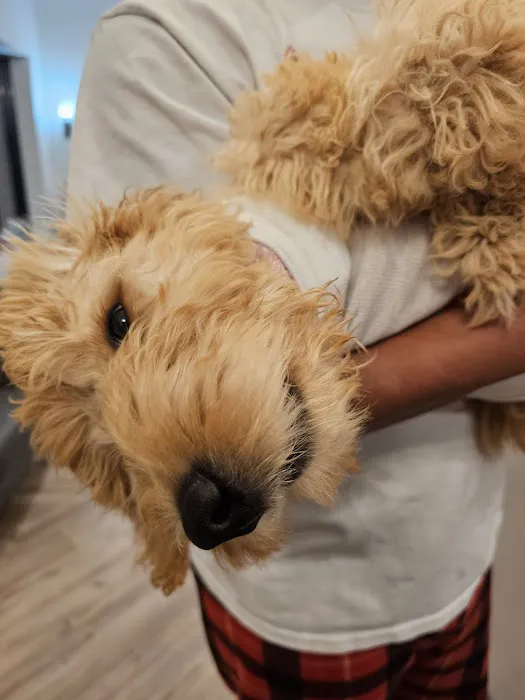 VetMedic - Veterinary Urgent Care 12