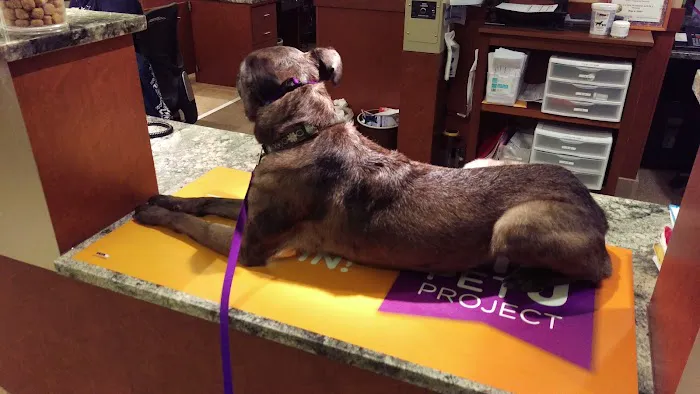 VCA Cairo Animal Hospital 3