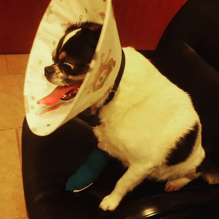 VCA Cairo Animal Hospital 7