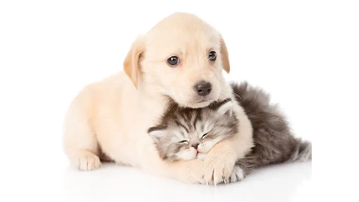 Knollwood Animal Hospital 5