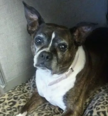 Knollwood Animal Hospital 2