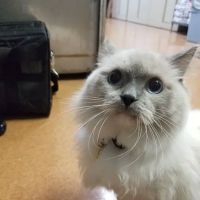 Knollwood Animal Hospital ico