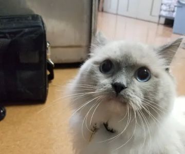 Knollwood Animal Hospital