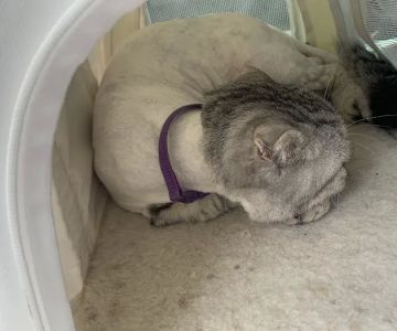 Animal Care Center of Buffalo Grove