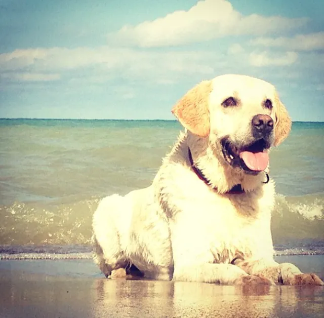 Animal Medical Center at Fort Sheridan (vet) 12