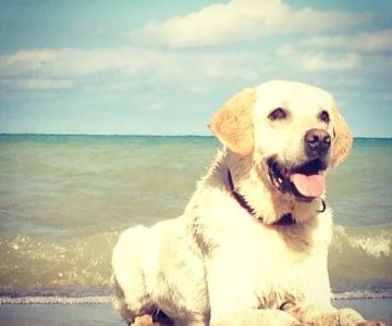 Animal Medical Center at Fort Sheridan (vet)