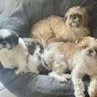 Golf Rose Animal Hospital ico
