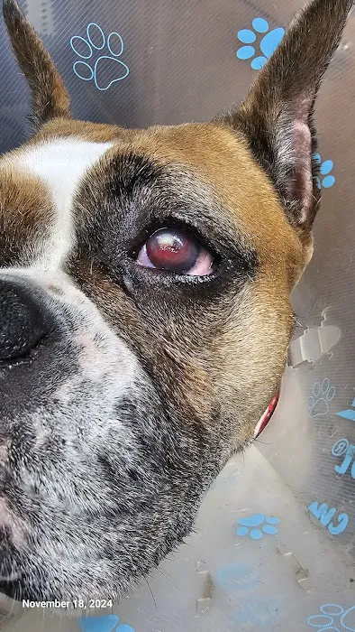 Eye Care for Animals - Wheeling 1