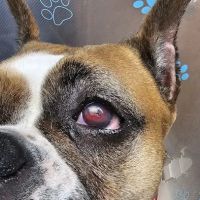 Eye Care for Animals - Wheeling ico