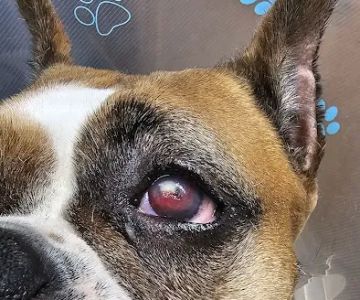 Eye Care for Animals - Wheeling