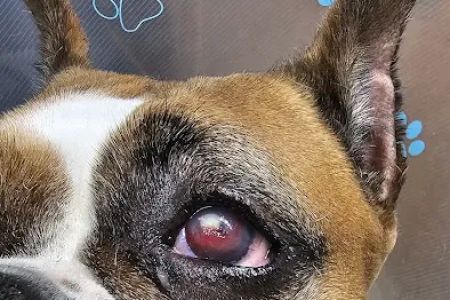Eye Care for Animals - Wheeling