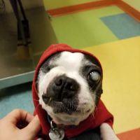Wheeling Animal Hospital and Pet Resort ico