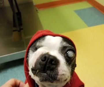 Wheeling Animal Hospital and Pet Resort