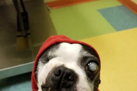 Wheeling Animal Hospital and Pet Resort