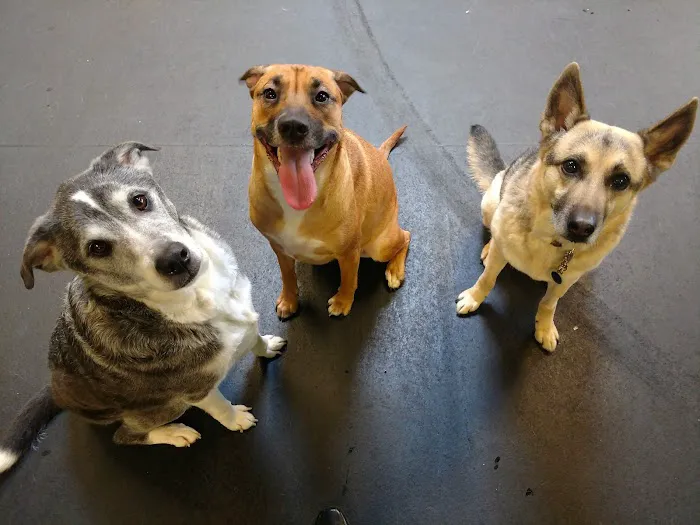 Wheeling Animal Hospital and Pet Resort 12