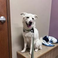 Loving Care Animal Hospital ico
