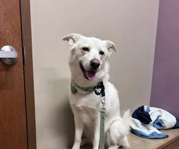 Loving Care Animal Hospital