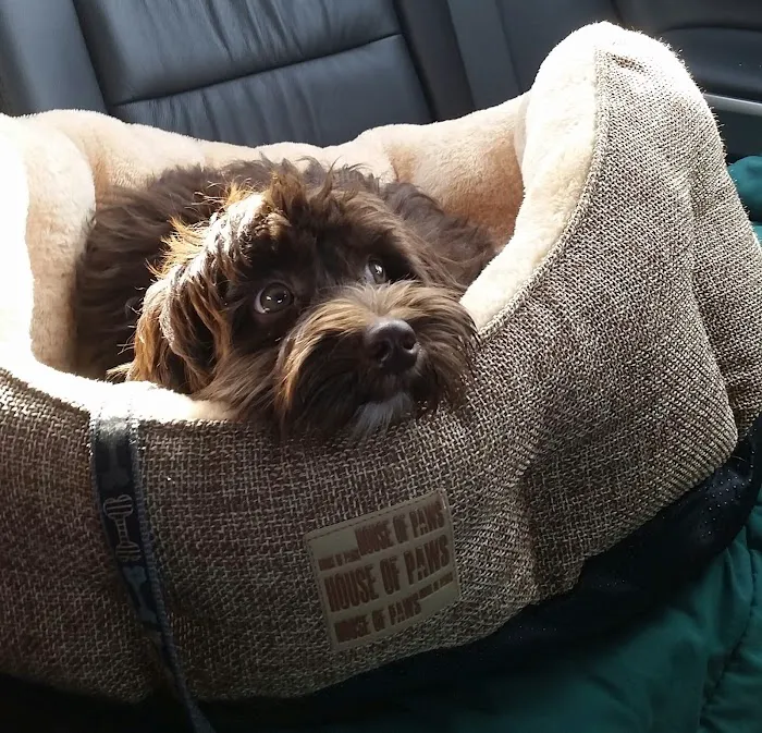 Care Animal Hospital of Libertyville 9