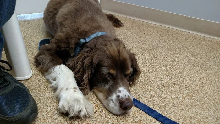 Country Court Animal Hospital 3