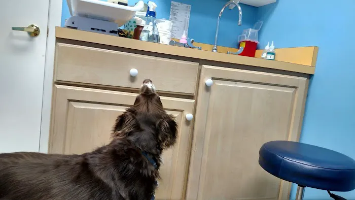 Country Court Animal Hospital 2