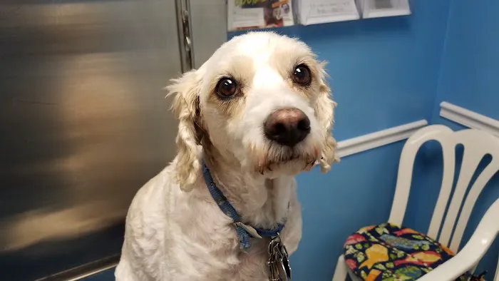 Country Court Animal Hospital 9