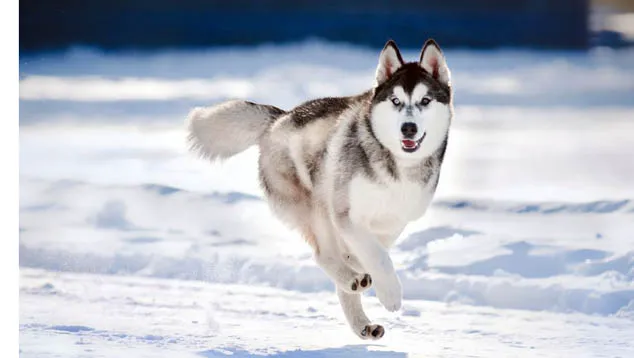 Vernon Hills Animal Hospital 12