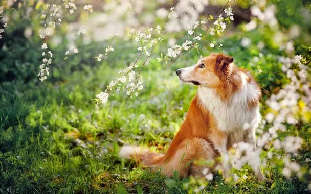 Vernon Hills Animal Hospital 12