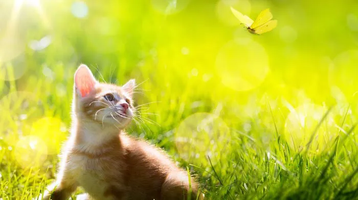 Vernon Hills Animal Hospital 12