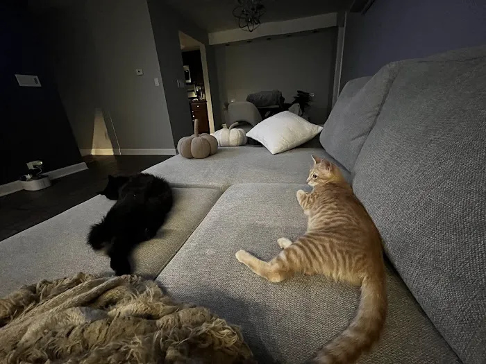Pets4Life 12
