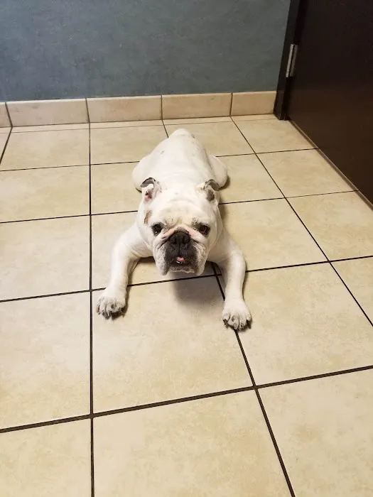 Glenview Animal Hospital 12