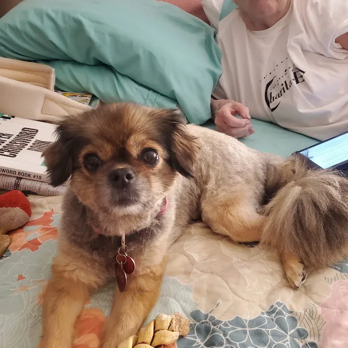 Glenview Animal Hospital 12