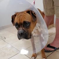 Lincolnshire Animal Hospital ico