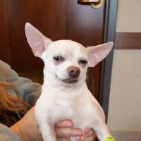 Animal Care Center of Barrington & Dental Referral Service ico