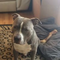 Animal Health Clinic-Wheeling ico