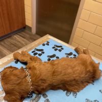 Golf-Mil Veterinary Hospital ico