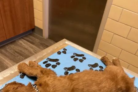 Golf-Mil Veterinary Hospital