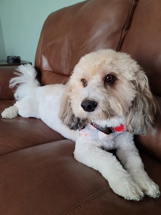 Preiser Animal Hospital Urgent Care & Wellness Appointments 12