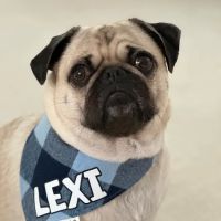 Mundelein Animal Hospital ico