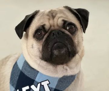 Mundelein Animal Hospital