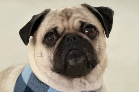 Mundelein Animal Hospital