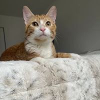 Libertyville Animal Hospital ico